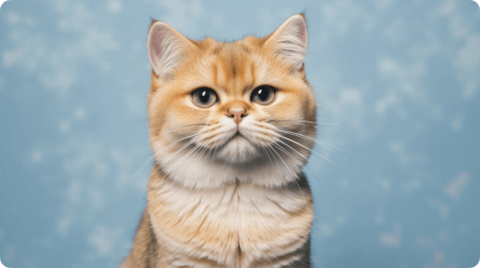 Pet Lip Sync